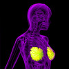 3D rendering of the breast