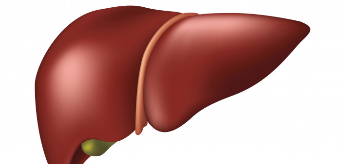 illustration liver