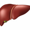 illustration liver