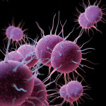 Neisseria gonorrhoeae Bacteria