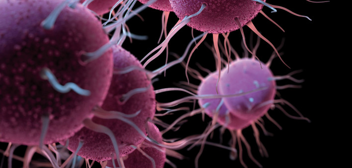 Neisseria gonorrhoeae Bacteria