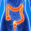 Large intestine
