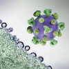 HIV virus particles (purple) budding and replicating from an H9 T cell (green)