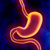 Stomach