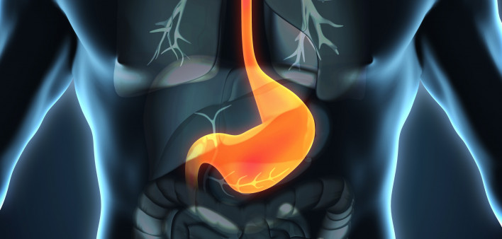 esophagus, throat, stomach, gastric, digestive tract