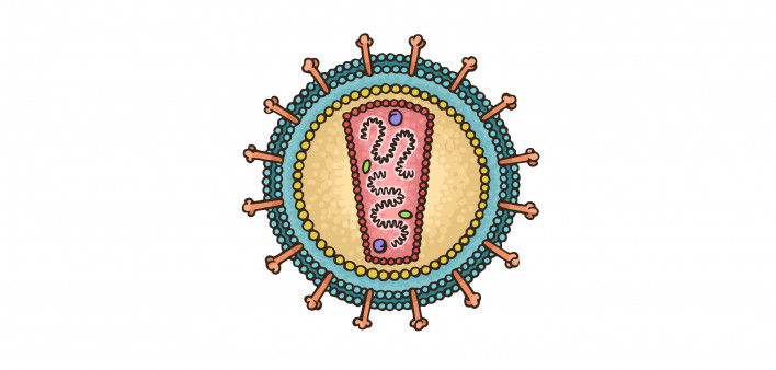 Schematic image of the human immunodeficiency virus