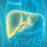 illustration of torso and liver