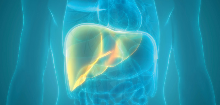 illustration of torso and liver