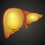 illustration of liver