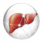 liver, liver cancer