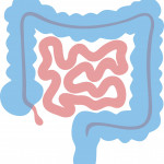illustration of colon intestines