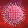 Varicella-Zoster Virus (VZV)
