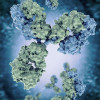 Antibodies