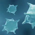 macrophage