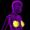 3D rendering of the breast