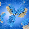 Antibodies