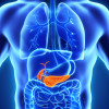 Pancreas and gall bladder