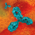 Antibodies