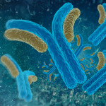 Digital illustration antibodies