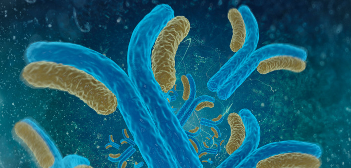 Digital illustration antibodies