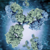 Antibodies