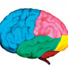 colorful painting of a brain