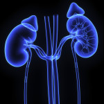 kidneys