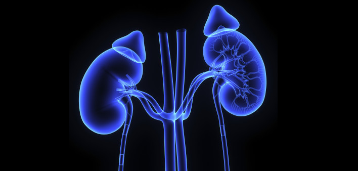 kidneys