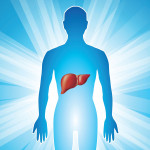 illustration human body glowing with liver