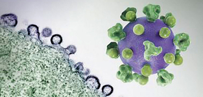HIV virus particles (purple) budding and replicating from an H9 T cell (green)