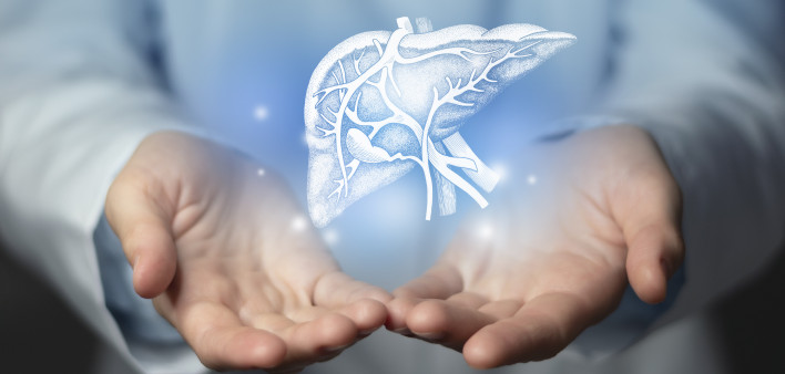 handdrawn highlighted illustration of human liver.