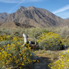 Desert wildflowers, Anza-Borrego Desert State Park, California