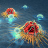Cancer cells and lymphocytes