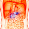 The pancreas produces enzymes that help digest food. Cells within the organ also produce the hormones insulin and glucagon, which control blood sugar levels.