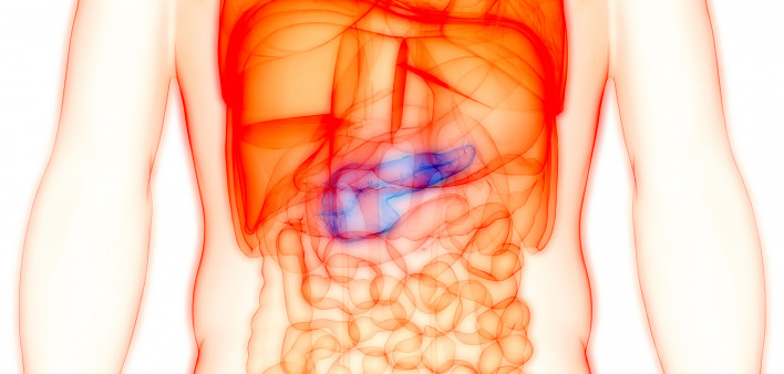 Human Internal organ Pancreas Anatomy