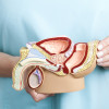 Male reproductive system
