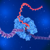 An enzyme (blue) unwinding a DNA strand (purple) to produce an mRNA strand (red).