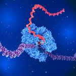 RNA polymerase II transcribing DNA into RNA