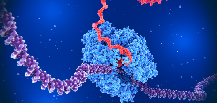 RNA polymerase II transcribing DNA into RNA