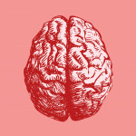 Brain