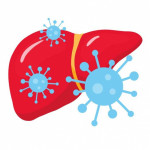 hepatitis C, HCV, liver. illustration liver and virus