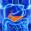 Pancreas and gall bladder