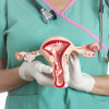 Female reproductive system