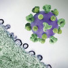 HIV virus particles (purple) budding and replicating from an H9 T cell (green)