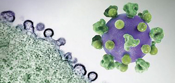 HIV virus particles (purple) budding and replicating from an H9 T cell (green)