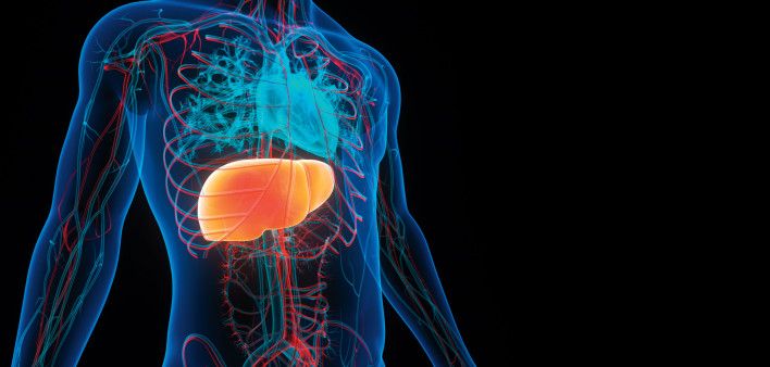 illustration body and liver