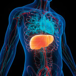illustration body and liver