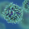 T-cells