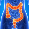 Large intestine