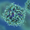 T-cells